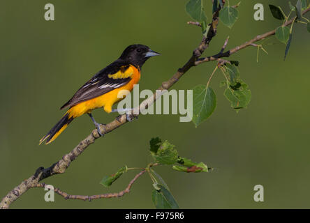 Männliche Baltimore Oriole auf Beben Aspen in Alberta Stockfoto