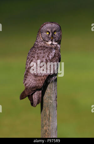 Great Grey Owl Schafe River Provincial Park, Alberta Stockfoto