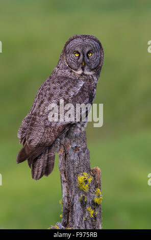 Great Grey Owl Schafe River Provincial Park, Alberta Stockfoto