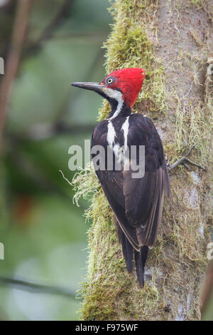 Guayaquil Specht (Campephilus Gayaquilensis) thront auf einem Ast in Ecuador. Stockfoto