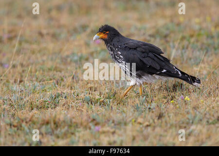 Carunculated Karakara (Phalcoboenus Carunculatus) thront auf einem Ast in Ecuador. Stockfoto