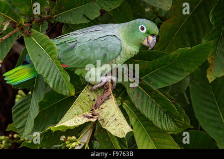 Mehlig Amazon Parrot (Amazona Farinosa) thront auf einem Ast in Ecuador. Stockfoto