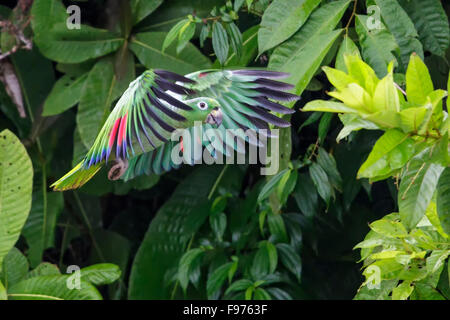 Mehlig Amazon Parrot (Amazona Farinosa) thront auf einem Ast in Ecuador. Stockfoto