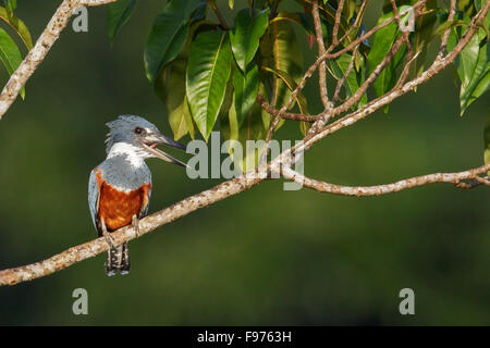 Beringter Kingfisher (Megaceryle Torquata) thront auf einem Ast in Ecuador. Stockfoto