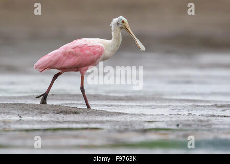 Rosige Löffler (Platalea Ajaja) Fütterung im Wattenmeer in Ecuador. Stockfoto