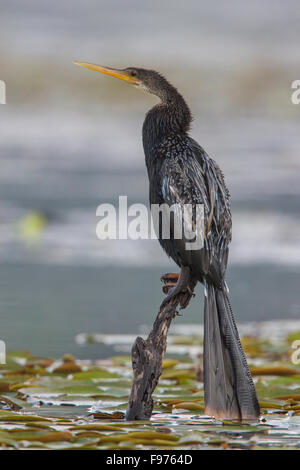 Anhinga (Anhinga Anhinga) thront auf einem Ast in Manu Nationalpark in Peru. Stockfoto