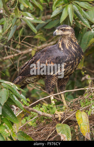 Große Black Hawk (Buteogallus Urubitinga) thront auf einem Ast in Manu Nationalpark in Peru. Stockfoto