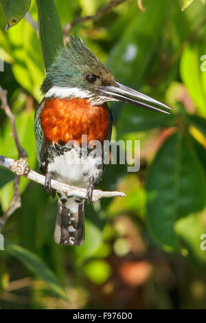 Grün-Eisvogel (Chloroceryle Americana) thront auf einem Ast in Manu Nationalpark in Peru. Stockfoto