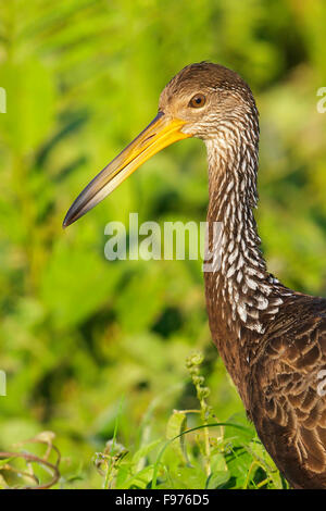 Limpkin (Aramus Guarauna) Fütterung am Rande eines Sees in Manu Nationalpark in Peru. Stockfoto