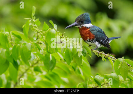 Grün-Eisvogel (Chloroceryle Americana) thront auf einem Ast in Manu Nationalpark in Peru. Stockfoto