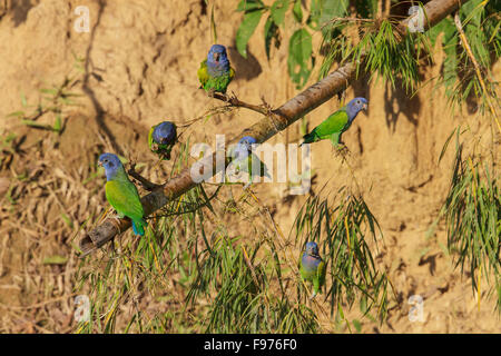 Blueheaded Papagei (Pionus Menstruus) thront auf einem Ast in Manu Nationalpark in Peru. Stockfoto