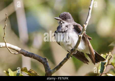 Östlichen Kingbird (Tyrannus Tyrannus) thront auf einem Ast in Manu Nationalpark in Peru. Stockfoto