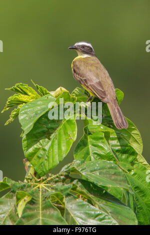 Soziale Flycatcher (Myiozetetes Similis) thront auf einem Ast in Manu Nationalpark in Peru. Stockfoto