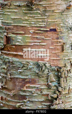 Betula Lenta. Sweet Birch Baumrinde Muster Nahaufnahme Stockfoto