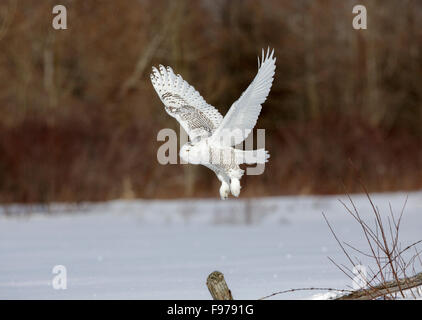 Snowy Eule, Bubo Scandiacus, Ontario, Kanada, Februar 2013 Stockfoto