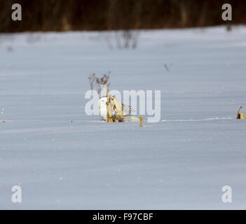 Snowy Eule, Bubo Scandiacus, Ontario, Kanada, Februar 2013 Stockfoto