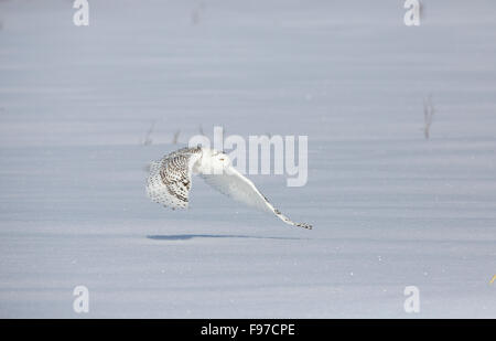Snowy Eule, Bubo Scandiacus, Ontario, Kanada, Februar 2013 Stockfoto