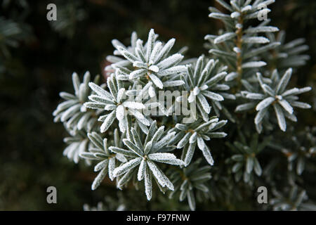 Nadel-Zweigen mit Raureif bedeckt. Hautnah. Stockfoto