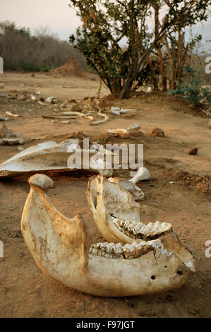 Elefant-Kiefer und Knochen in der unteren Sambesi Nationalpark, Sambia Stockfoto