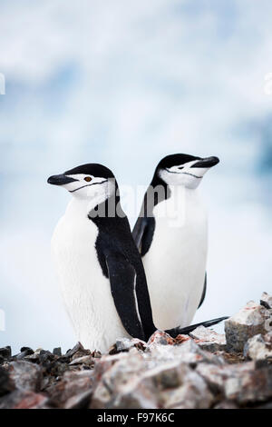 Kinnriemen Pinguine, Orne Harbour, antarktische Halbinsel, Antarktis. Stockfoto