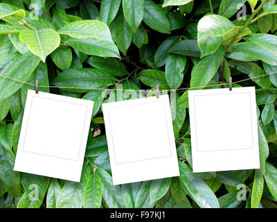 Nahaufnahme von drei leere Quadrat instant Bilderrahmen aufgehängt durch Wäscheklammer auf grünen Blättern Hintergrund Stockfoto