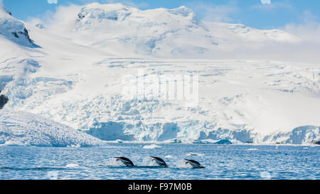 Drei Gentoo Penguins, Cierva Cove, antarktische Halbinsel, Antarktis. Stockfoto