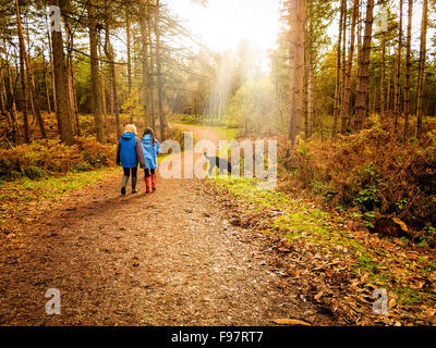 Oma und Enkelin mit einem schwarzen Labradoodle Hund wandern durch Delamere Wald in der Nähe von Frodsham in Cheshire, England, UK Stockfoto