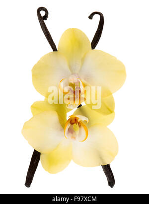 Vanilleschoten und gelbe Orchidee blüht isoliert auf weißem Hintergrund Stockfoto