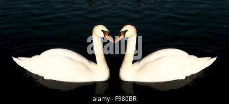 Zwei Schwäne bilden ein symmetrisches Muster, wie sie schwimmen und auf der Oberfläche von einem warmen See gleiten. Stockfoto