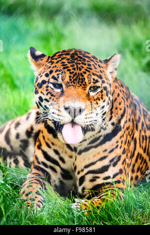Leopard, Panthera Pardus, Portrait im grünen Rasen. Eines der "großen Katzen" in die Gattung Panthera, Mitglied der Familie Felidae. Stockfoto