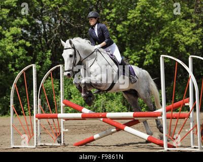 Pferdesport Jumper gefangen in der Mitte springen mit Gras- und weiße Zäune im Hintergrund Stockfoto