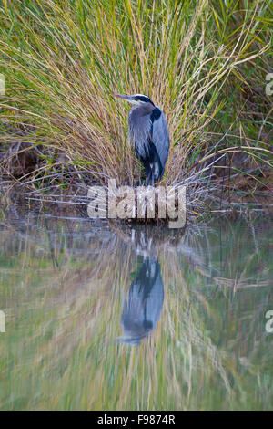 ein Great Blue heron Stockfoto