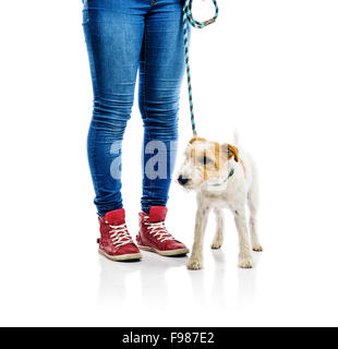 Niedliche Parson Russell Terrier Hund an der Leine auf Spaziergang mit seinem Besitzer, isoliert auf weißem Hintergrund Stockfoto