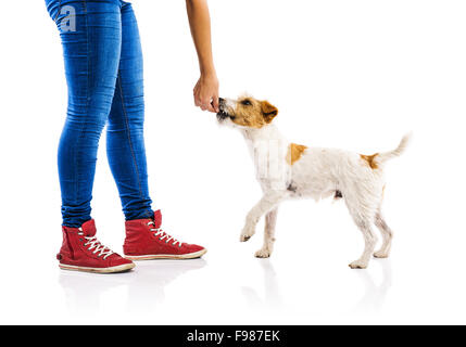 Nicht erkennbare Frau Fütterung niedlichen Parson Russel Terrier Hund auf weißen Hintergrund isoliert Stockfoto