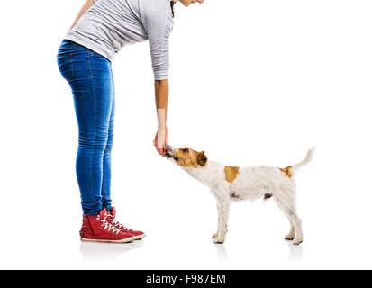 Nicht erkennbare Frau Fütterung niedlichen Parson Russel Terrier Hund auf weißen Hintergrund isoliert Stockfoto