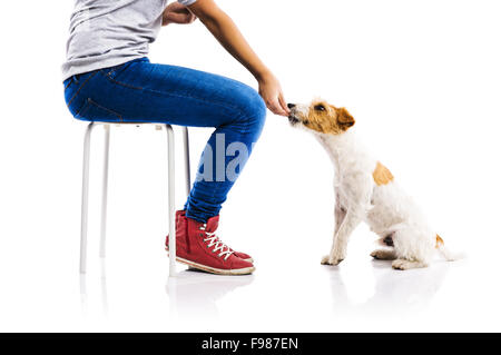 Nicht erkennbare Frau Fütterung niedlichen Parson Russel Terrier Hund auf weißen Hintergrund isoliert Stockfoto