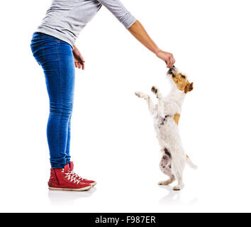 Nicht erkennbare Frau Fütterung niedlichen Parson Russel Terrier Hund auf weißen Hintergrund isoliert Stockfoto