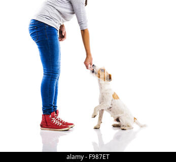 Nicht erkennbare Frau Fütterung niedlichen Parson Russel Terrier Hund auf weißen Hintergrund isoliert Stockfoto