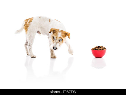 Eine entzückende junge Parson Russell Terrier Hund mit roter Schale voll Hundefutter isoliert auf weißem Hintergrund Stockfoto