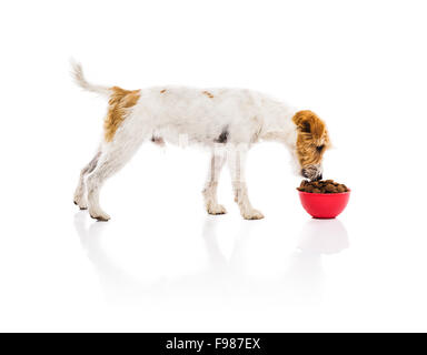 Eine entzückende junge Parson Russell Terrier Hund mit roter Schale voll Hundefutter isoliert auf weißem Hintergrund Stockfoto