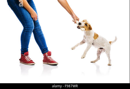 Nicht erkennbare Frau Fütterung niedlichen Parson Russel Terrier Hund auf weißen Hintergrund isoliert Stockfoto