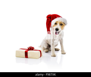 Eine entzückende junge Parson Russell Terrier Hund in Nikolausmütze sitzt neben dem Weihnachtsgeschenk, isoliert auf weißem Hintergrund Stockfoto