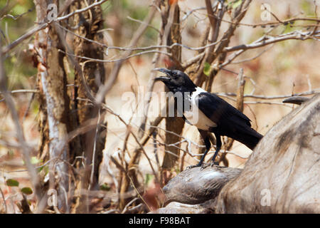 Pied Crow Specie Corvus Albus Familie der Rabenvögel Stockfoto