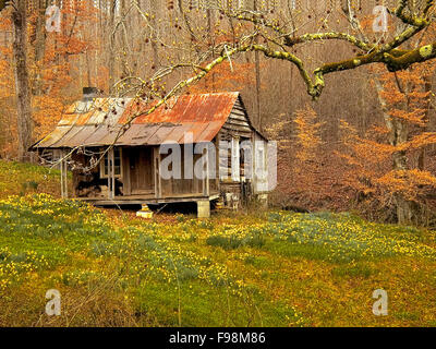 Frühling Jonquils Blüte und Blume außerhalb eine verlassene Blockhütte im Wald in den Blue Ridge Mountains von North Georgia hohl. Stockfoto