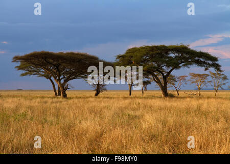 Gruppe von Akazien in der Serengeti Plains während des Sonnenuntergangs und mit Wolken im Hintergrund Stockfoto