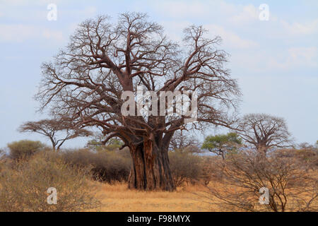 Afrikanische Baobab (Affenbrotbäume Digitata)-Baum in der tansanischen Savanne. Stockfoto