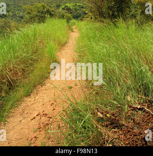 Auf der Suche nach unten einen Schotterweg durch lange Dschungel Rasen in einem Wald in Uganda. Stockfoto