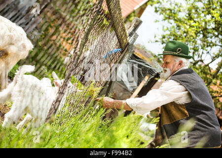 Alter Bauer füttert weiße Ziegen mit Rasen auf Bauernhof Stockfoto