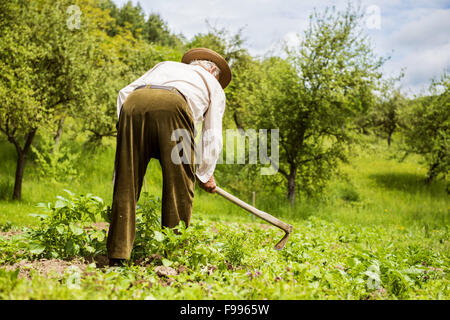 Alter Bauer mit einer Hacke Jäten im Garten Stockfoto