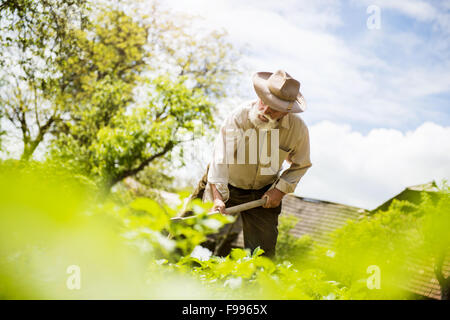 Alter Bauer mit einer Hacke Jäten im Garten Stockfoto